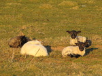 SX12766 Four little lamb resting.jpg